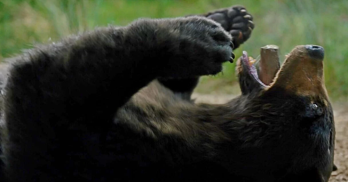 Кокаиновый медведь cocaine Bear.